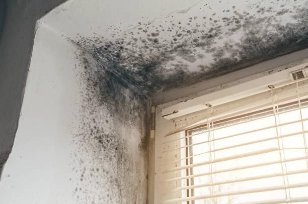 Affordable Mold Cleanup solutions in White Stone, VA