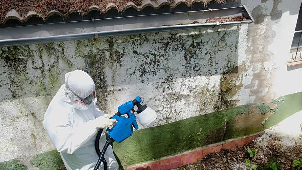 Top rated local Mold Cleanup specialists in White Stone, VA